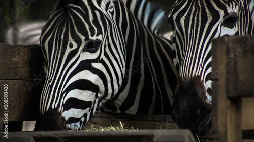 Two Zebra Eating Together