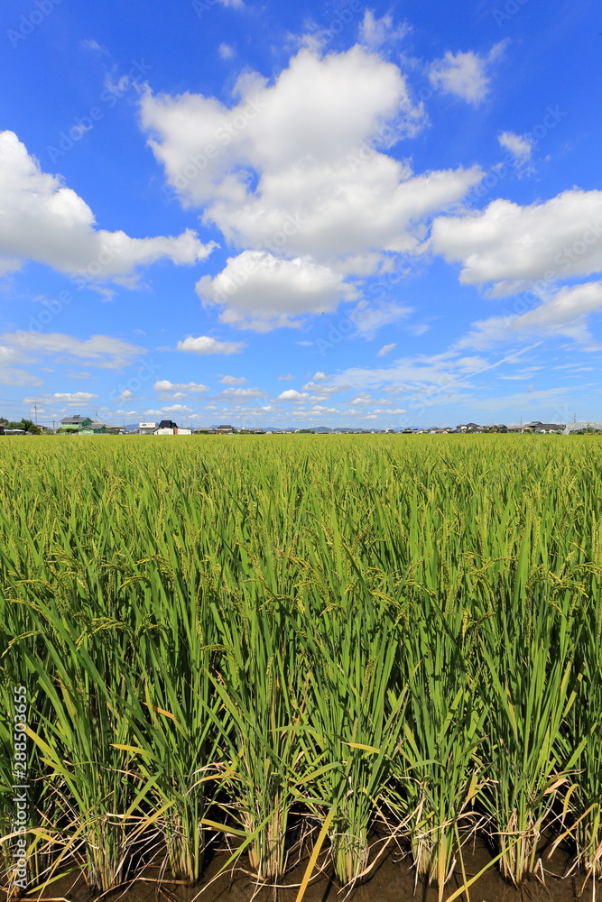 Rice field in Okayama,Japan Rice field in Okayama,Japan