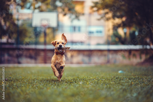 Brown dog running on the grass