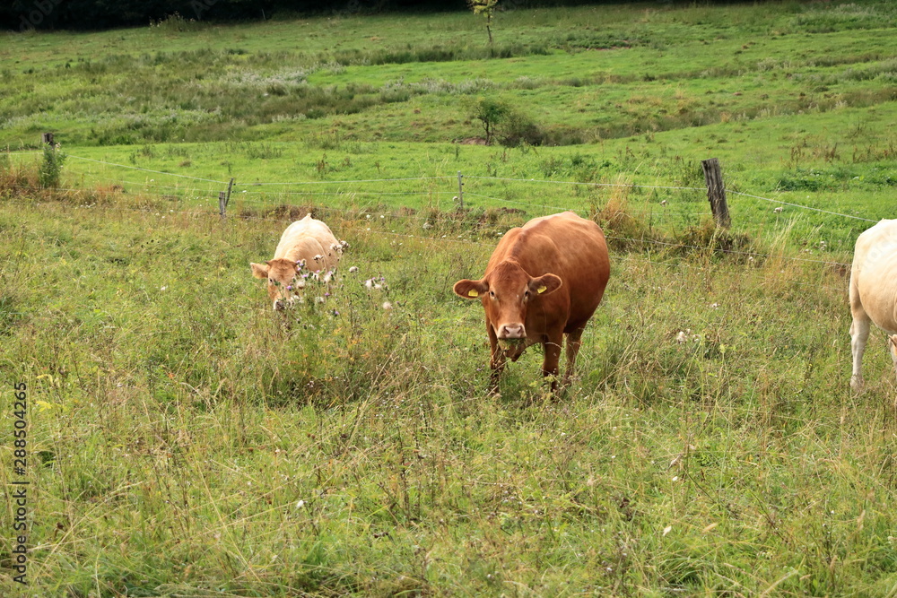 Fototapeta premium Cow grazing on a lovely green pasture