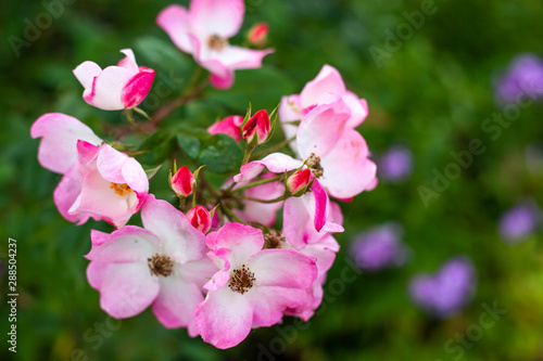 Beautiful flower. Flowers in the garden. Natural background. Natural composition.