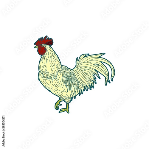Animal Color Illustration Rooster Nature Farm Agriculture Business Company Stock Vector Logo Design Template