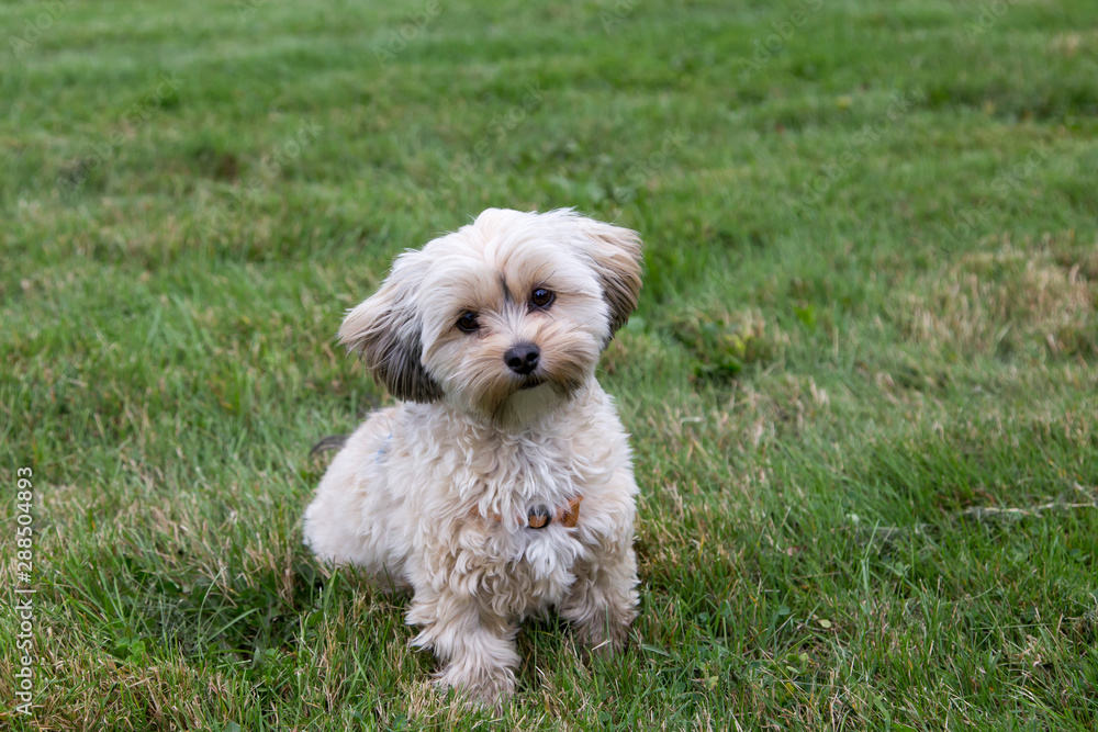 Adorable female cream and brown morkie sitting in lawn with head cocked and inquisitive expression waiting for instructions Adorable female cream and brown morkie sitting in lawn with head cocked and inquisitive expression waiting for instructions