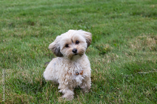 Adorable female cream and brown morkie sitting in lawn with head cocked and inquisitive expression waiting for instructions