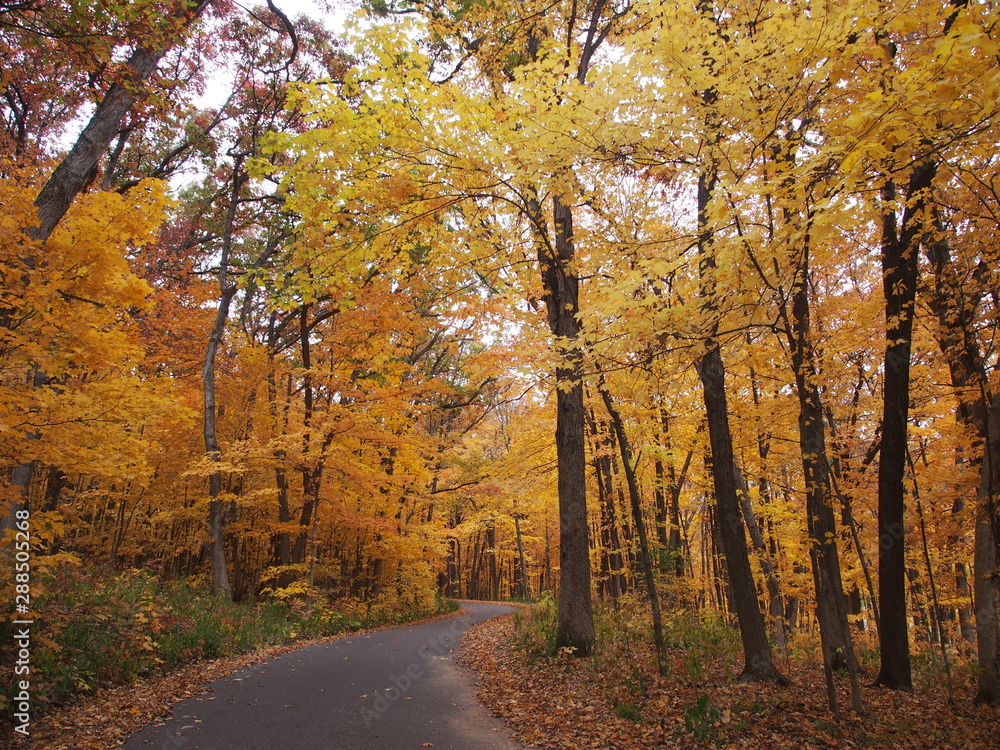 Obraz premium マディソン