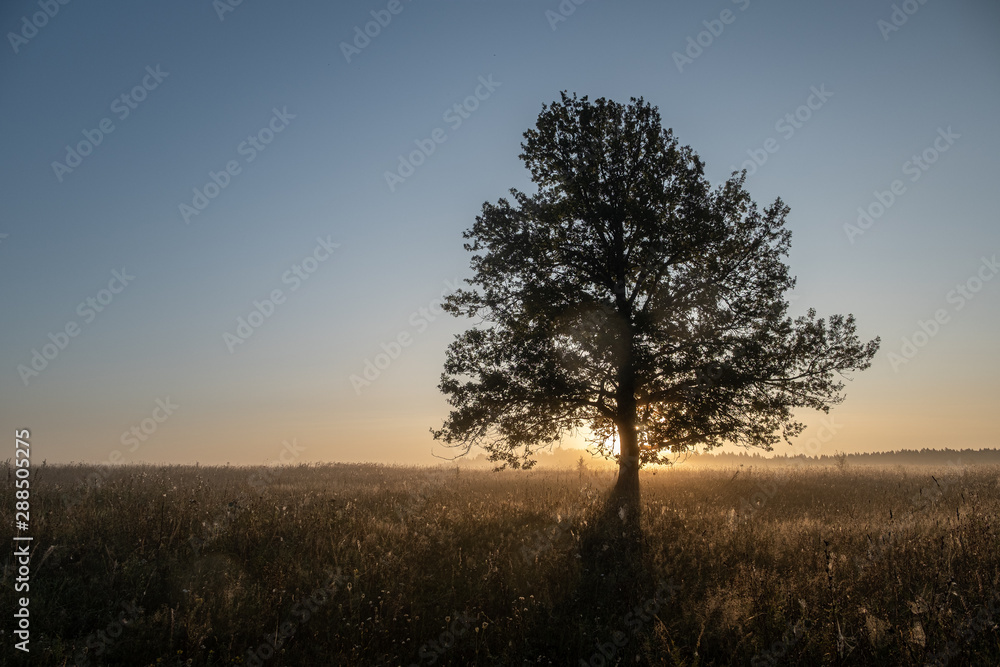 Tree on a early autumn morning in Russia Tree on a early autumn morning in Russia