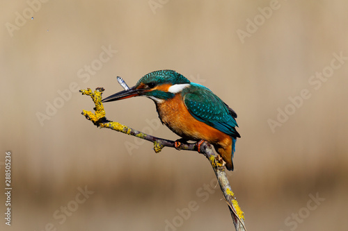 The common kingfisher from Nin