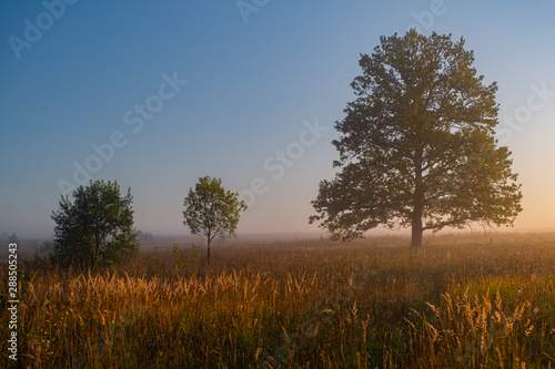 Tree on a early autumn morning in Russia