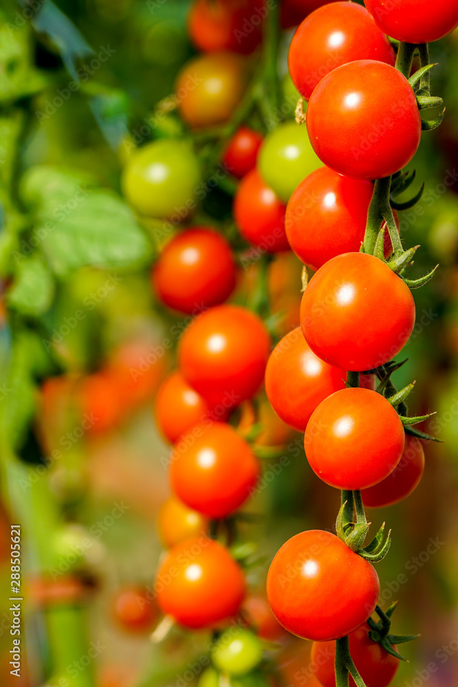 Image of fresh organic cherry tomatoes on tree