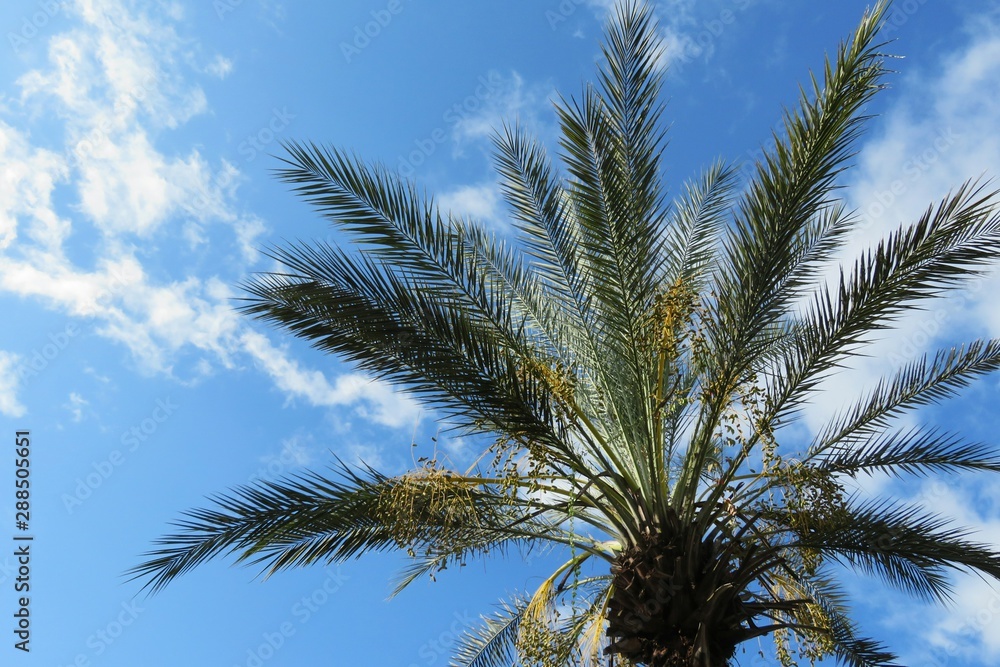 Naklejka premium Palm tree crown on blue sky background in Florida nature