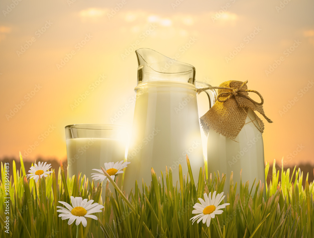 glass of milk and jug in grass glass of milk and jug in grass