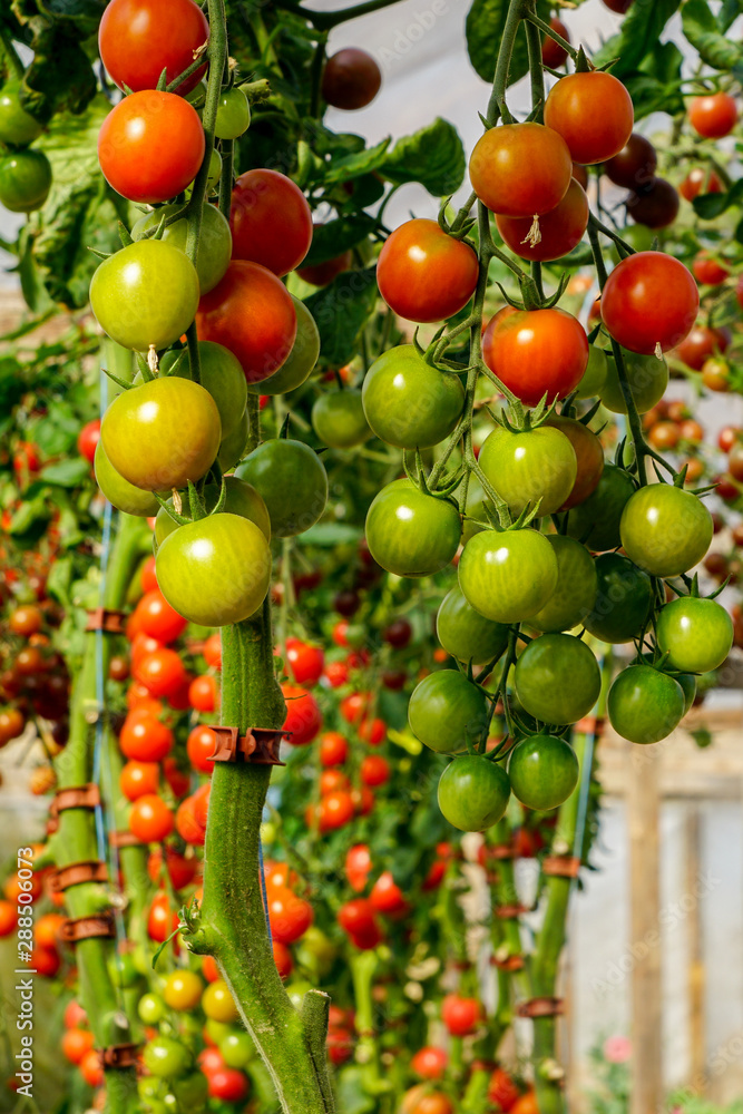 Fototapeta premium Image of fresh organic cherry tomatoes on tree