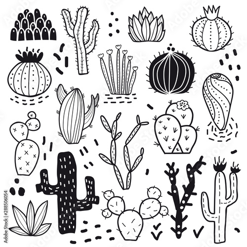 Succulents and cacti plants