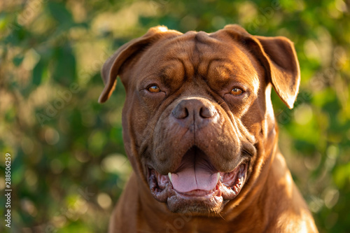 Portrait of a Dogue de Bordeaux photo