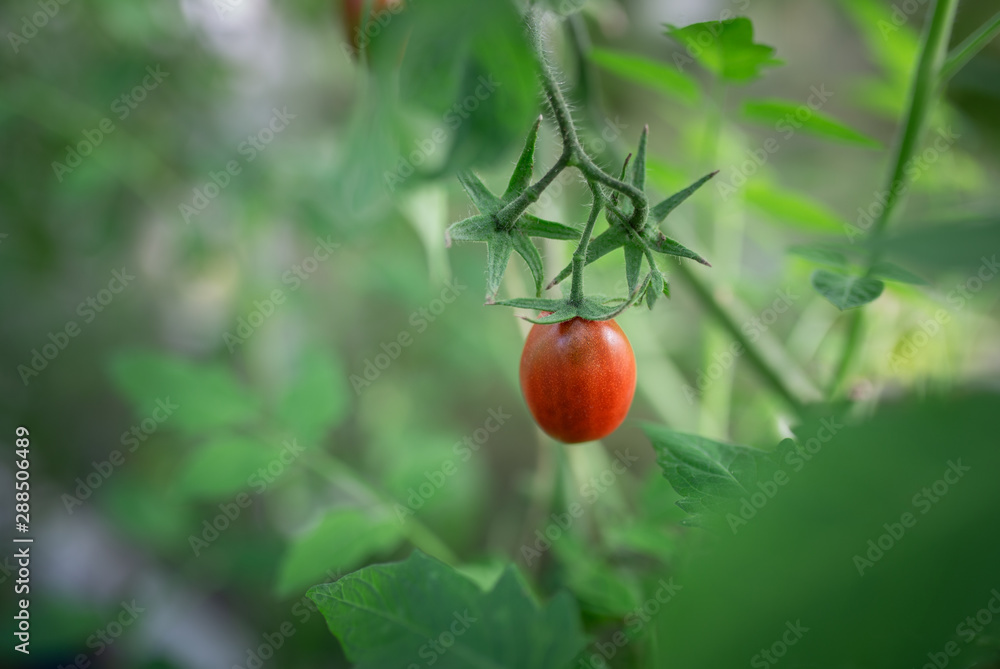 branch with ripe tomato in the greenhouse