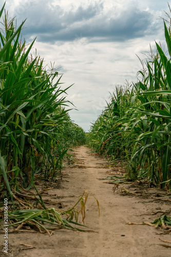 Path through a cornfield leading to the horizon