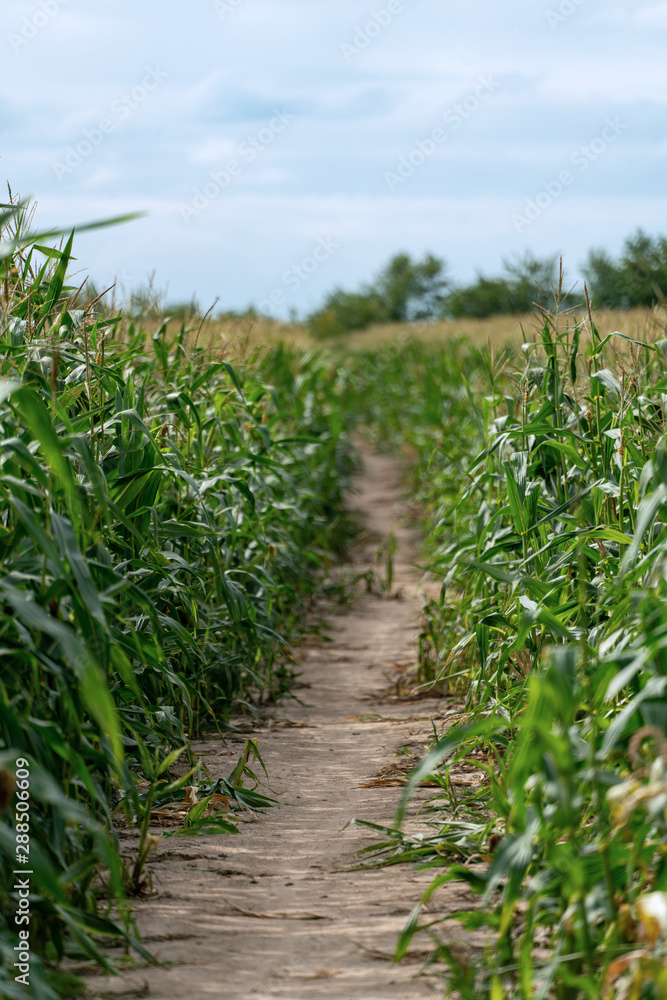 Naklejka premium Path leading through a cornfieldfrom the clear foreground to the unknown blurry future background