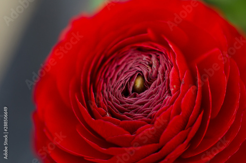 Close Up Rose