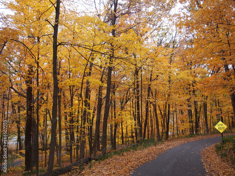 Obraz premium マディソン