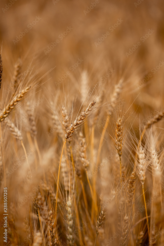 Fototapeta premium spikes