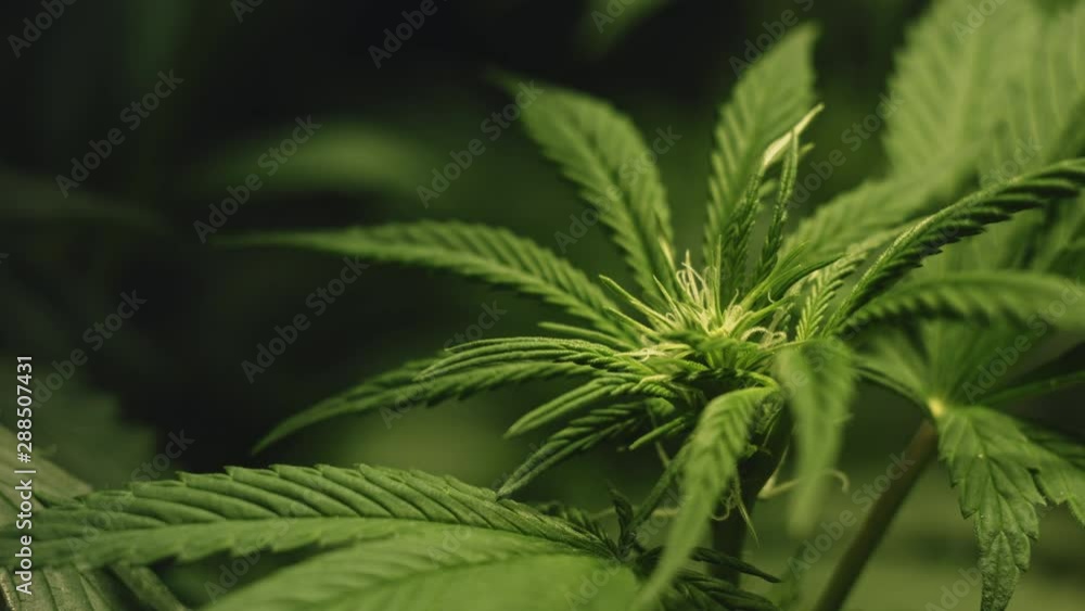 Close-up of a Growing Bud and Leafs of Legal Medical Cannabis Swaying in the Wind in Slow Motion Close-up of a Growing Bud and Leafs of Legal Medical Cannabis Swaying in the Wind in Slow Motion