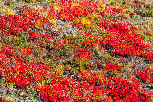 Autumn in the tundra. Red spruce branches in autumn colors on the moss background. Tundra, Kola peninsula, Russia.Beautiful landscape of forest-tundra,
