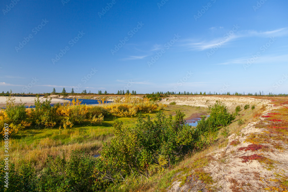  Beautiful landscape of forest-tundra, Autumn in the tundra. Yellow spruce branches in autumn colors on the moss background. Tundra, Russia.