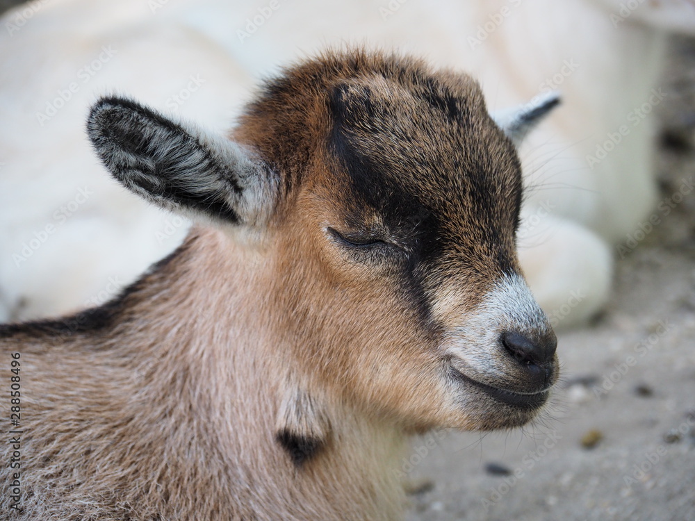 A closeup image of a baby goat with eyes closed A closeup image of a baby goat with eyes closed