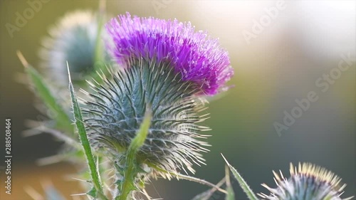 Burdock flowers, buds and leaves growing in herbal garden. Blooming medical plant burdock (Arctium lappa, greater burdock, edible burdock, beggar's buttons, thorny burr) in slow motion, 4K UHD video. photo