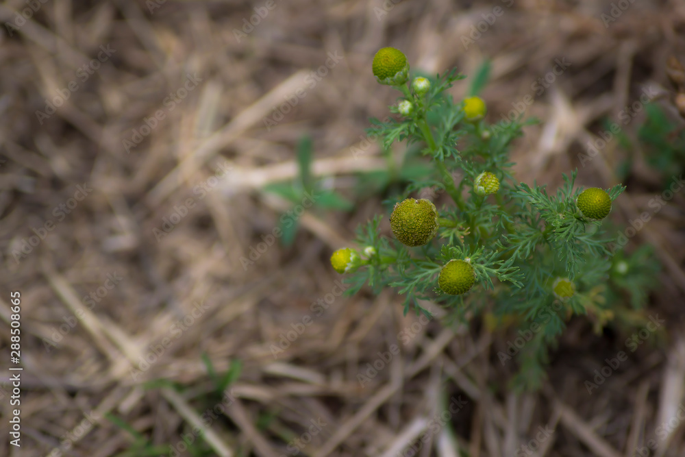Matricaria discoidea encontrada en un camino rural Matricaria discoidea encontrada en un camino rural