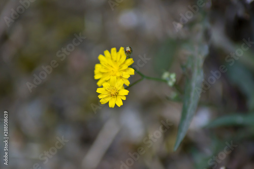 Pequeña flor silvestre amarilla