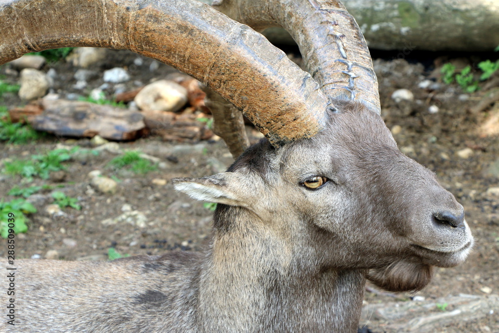 Alpensteinbock, Steinbock, Wildtier, Capra ibex, männlicher Steinbock Alpensteinbock, Steinbock, Wildtier, Capra ibex, männlicher Steinbock