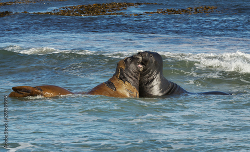 Southern elephant seals fighting in the Atlantic ocean