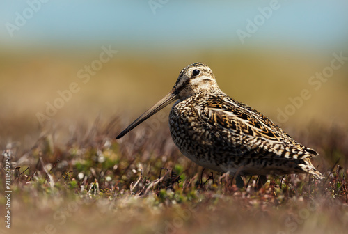 Close up of a south american snipe