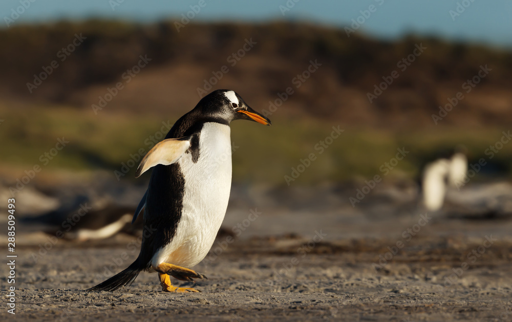 Fototapeta premium Gentoo penguin walking on a sandy beach