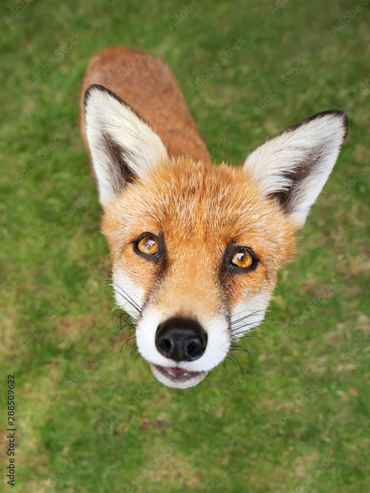Fototapeta premium Close up of a red fox standing in grass