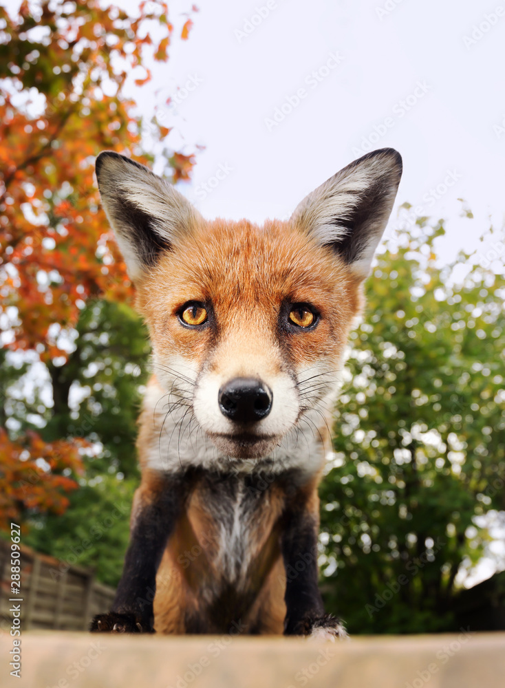 Fototapeta premium Close up of curious red fox in a garden
