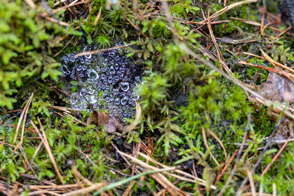 Fototapeta premium Raindrops on cobweb. Wet vegetation after rain in the forest. Autumn season.