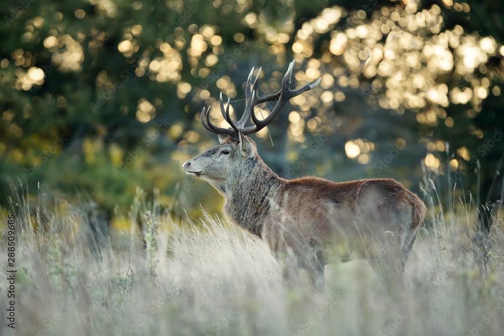 Obraz premium Red Deer stag at sunrise in autumn