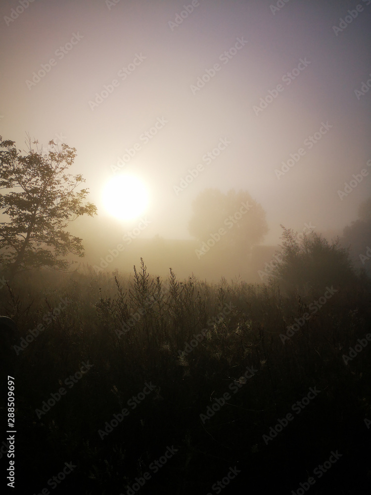 Obraz premium Nebel