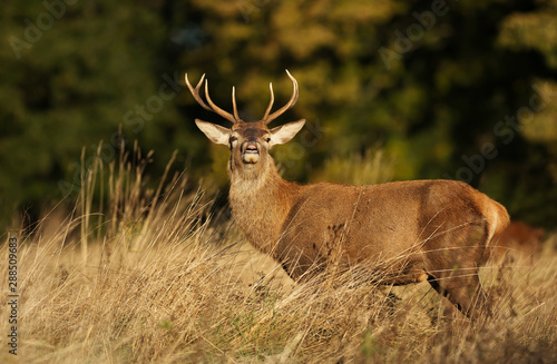 Close up of a Red deer stag in autumn