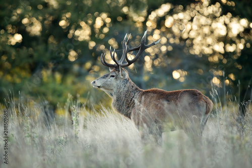 Red Deer stag at sunrise in autumn