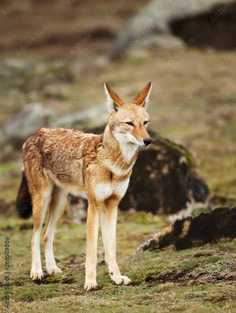 Close up of a rare and endangered Ethiopian wolf Close up of a rare and endangered Ethiopian wolf