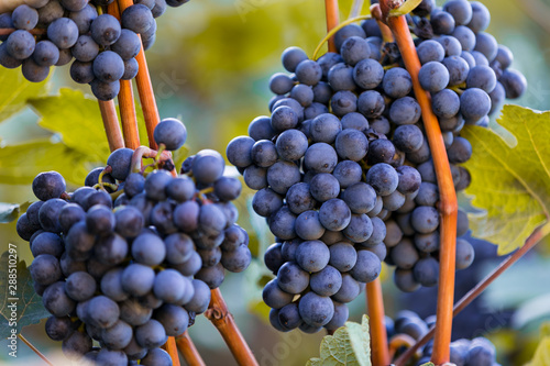 Bunch of grapes on a vineya...