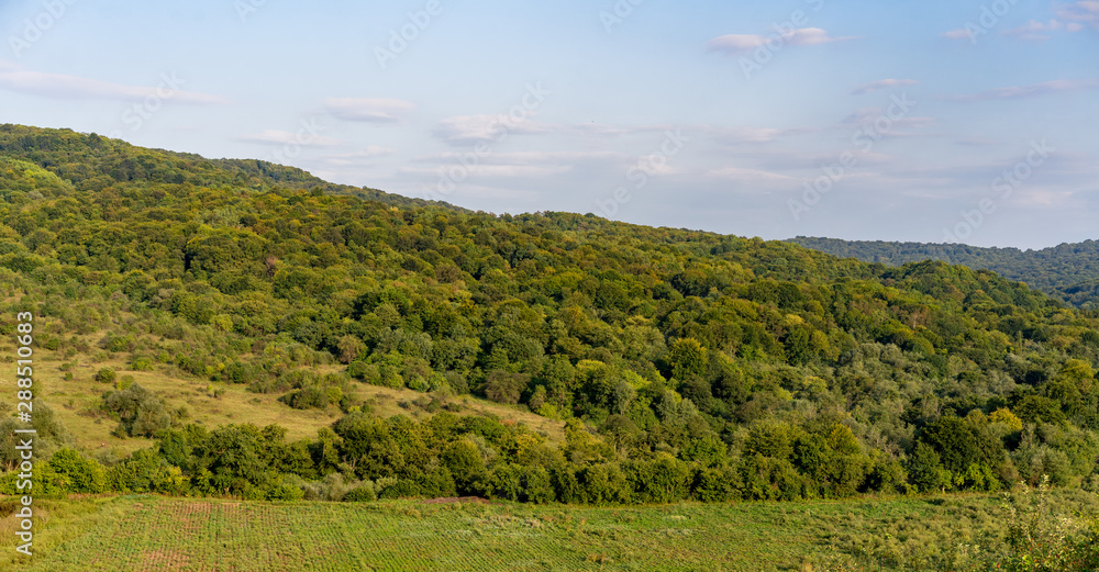Plain with trees and meadow
