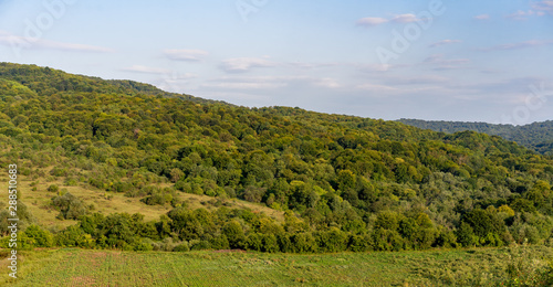 Plain with trees and meadow