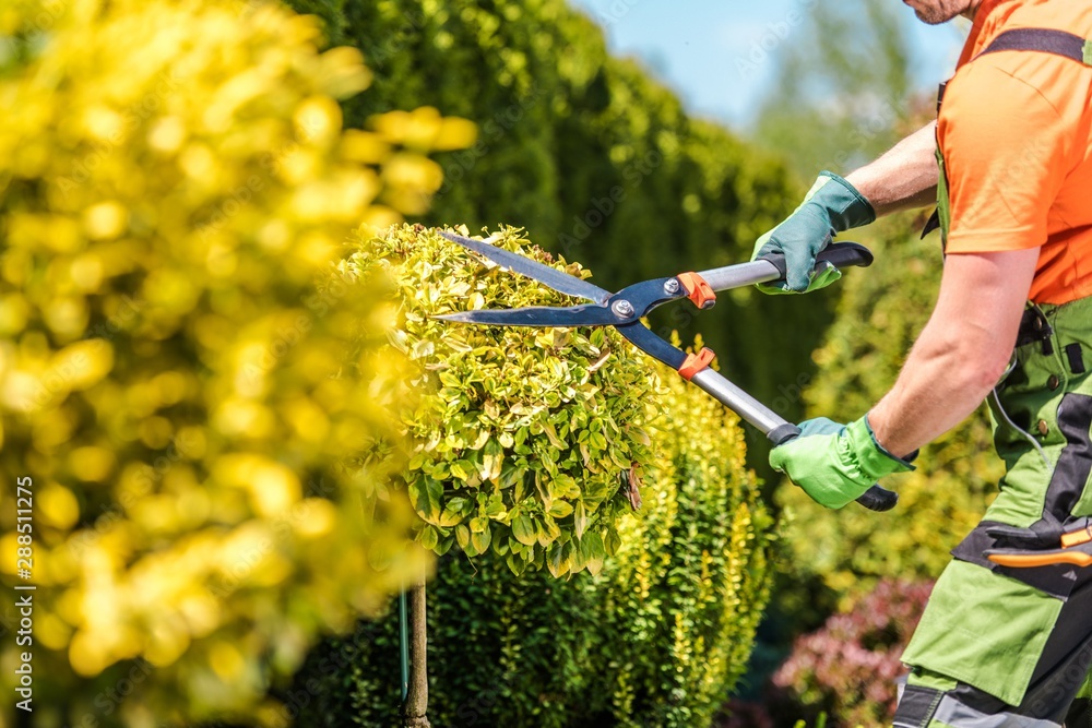 Obraz premium Summer Plants Maintenance