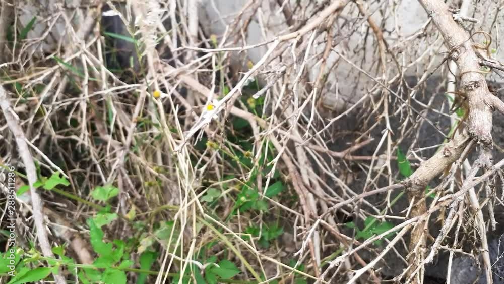 dry branches in the foreground, with small white flower and green leaves dry branches in the foreground, with small white flower and green leaves