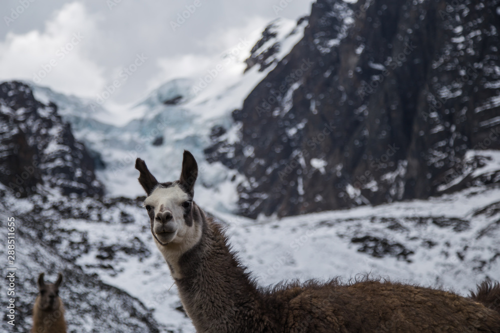 Fototapeta premium The llamas of Bolivia