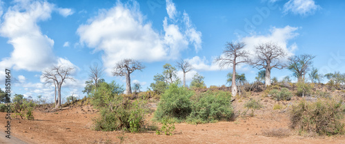 Panorama of a hill with several baobab trees, Adansonia digidata photo